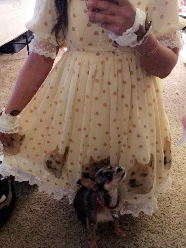 LolliDoll's 「Dog」themed photo (2017/06/15)